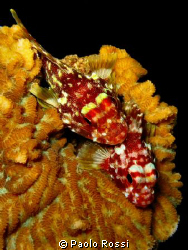 Sebastapistes cyanostigma - Yellow-spotted scorpionfish
... by Paolo Rossi 